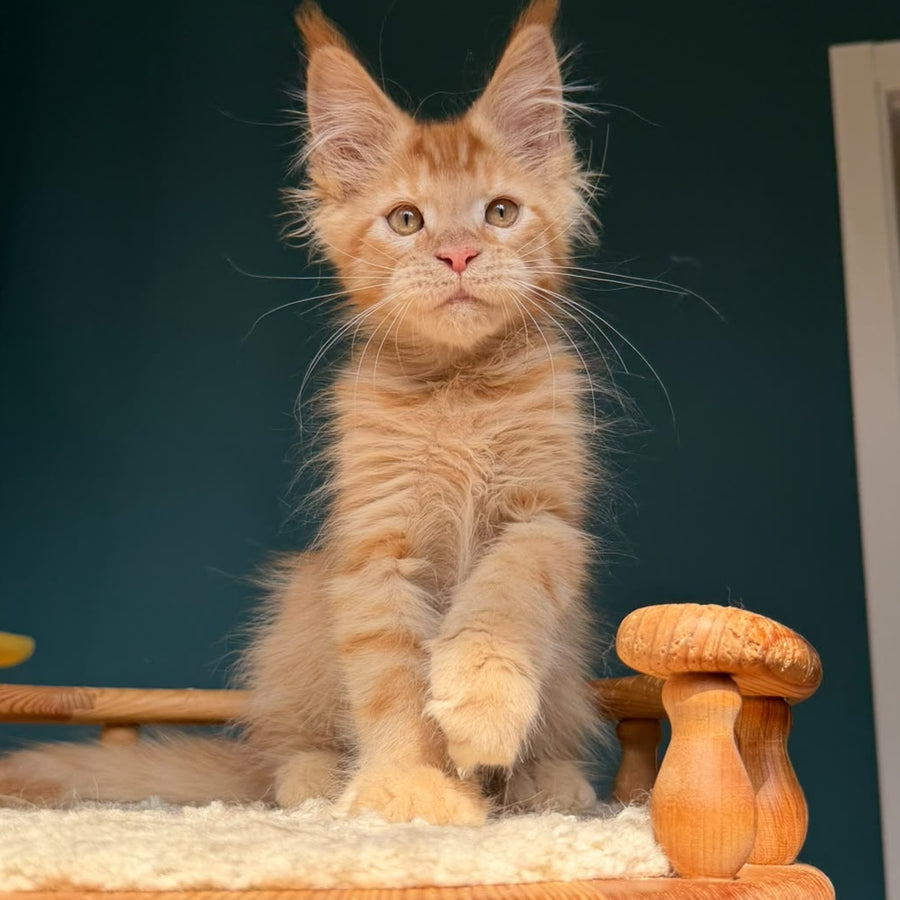 Winston Maine Coon male, red