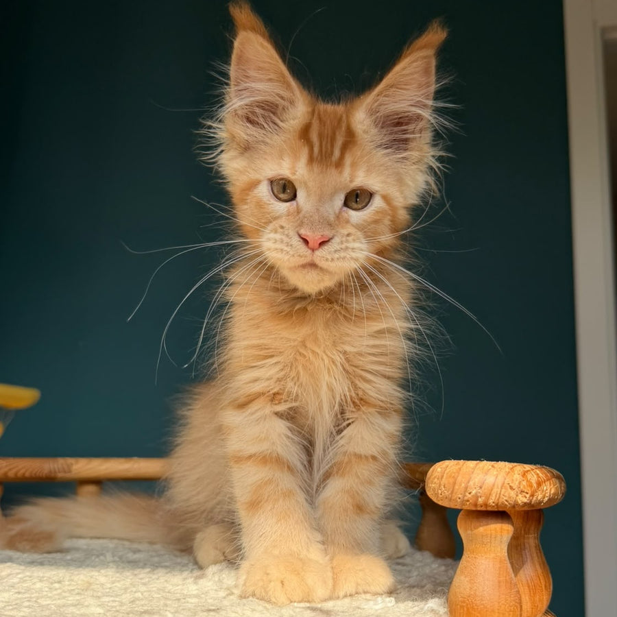 Winston Maine Coon male, red