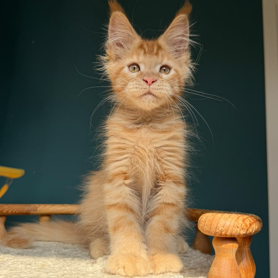 Winston Maine Coon male, red
