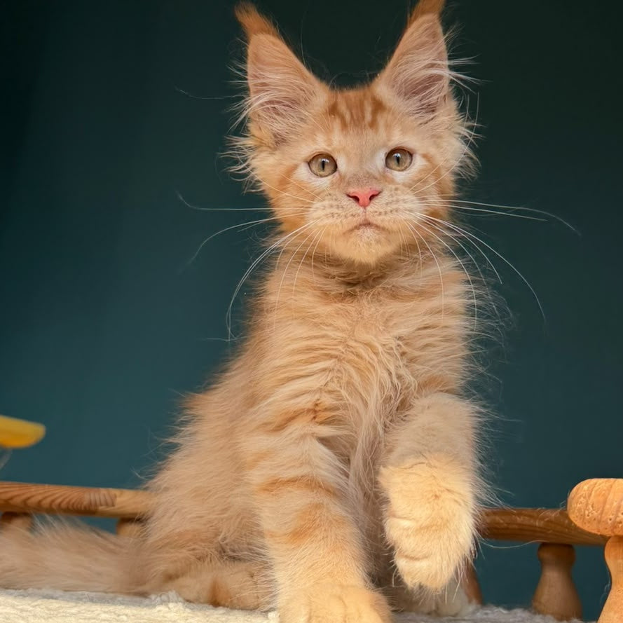 Winston Maine Coon male, red