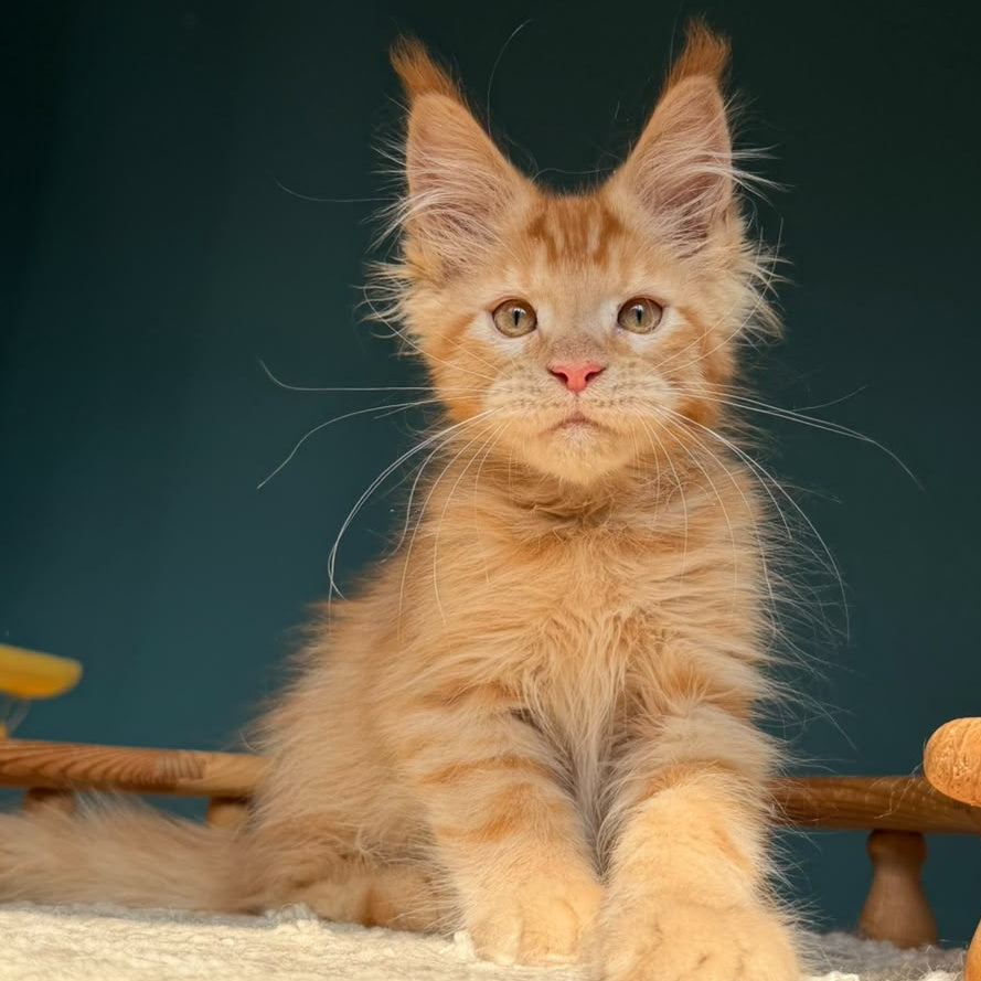 Winston Maine Coon male, red