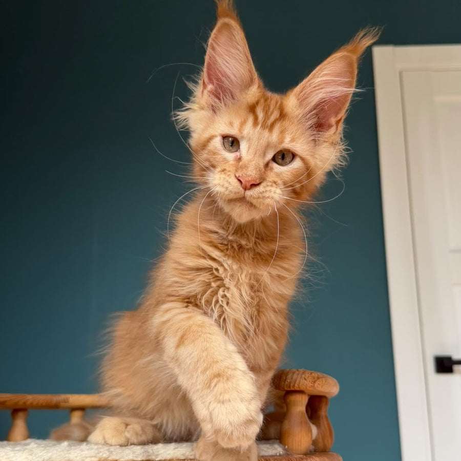Wrangler Maine Coon male, red