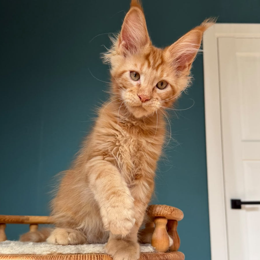 Wrangler Maine Coon male, red
