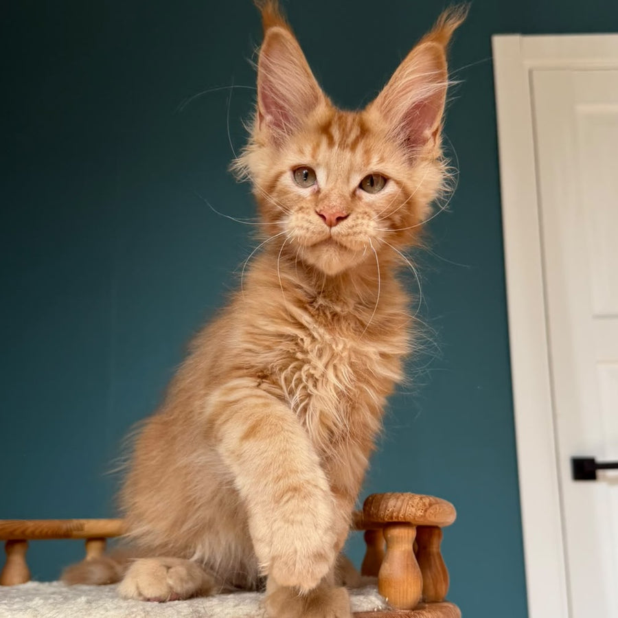 Wrangler Maine Coon male, red