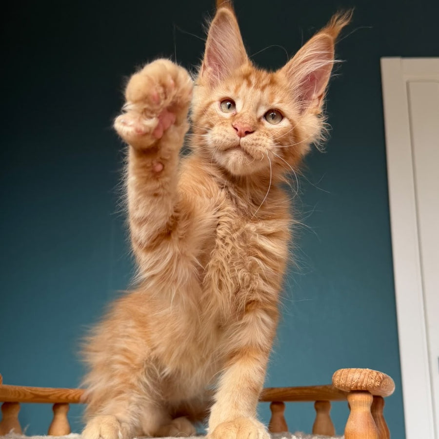 Wrangler Maine Coon male, red