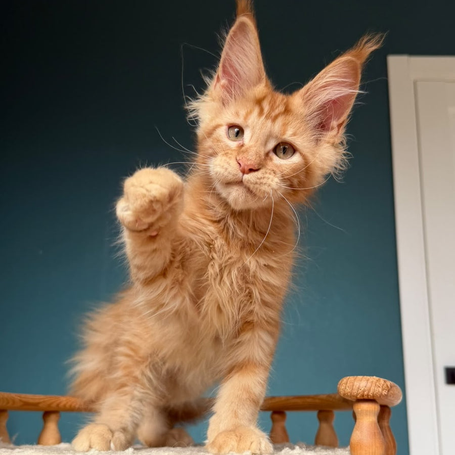 Wrangler Maine Coon male, red