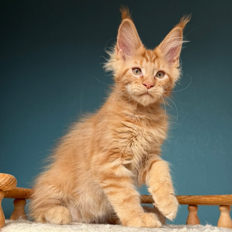 Wrangler Maine Coon male, red