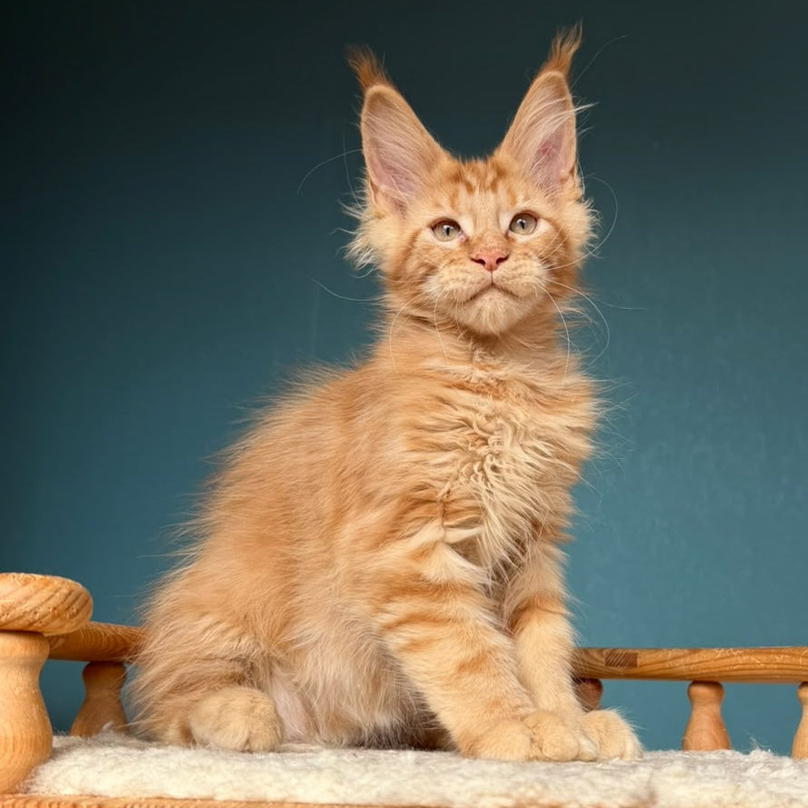 Wrangler Maine Coon male, red