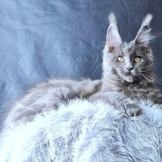 Lunar cat Maine Coon female, blue