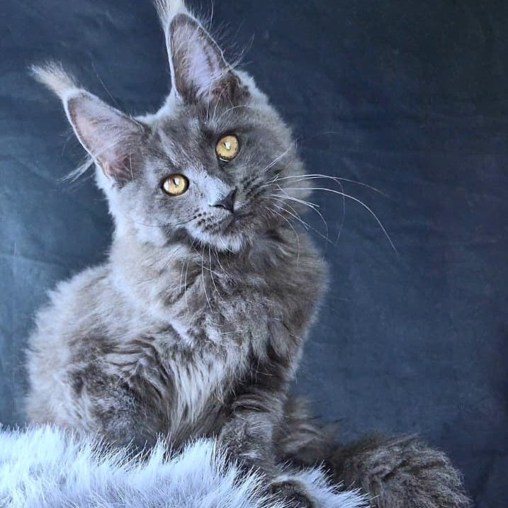 Lunar cat Maine Coon female, blue