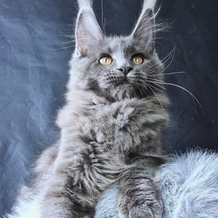 Lunar cat Maine Coon female, blue