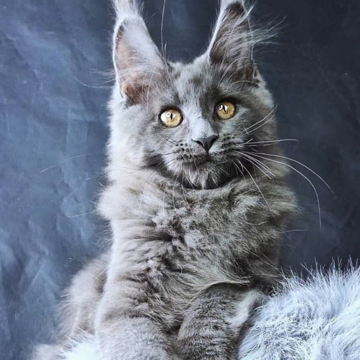 Lunar cat Maine Coon female, blue
