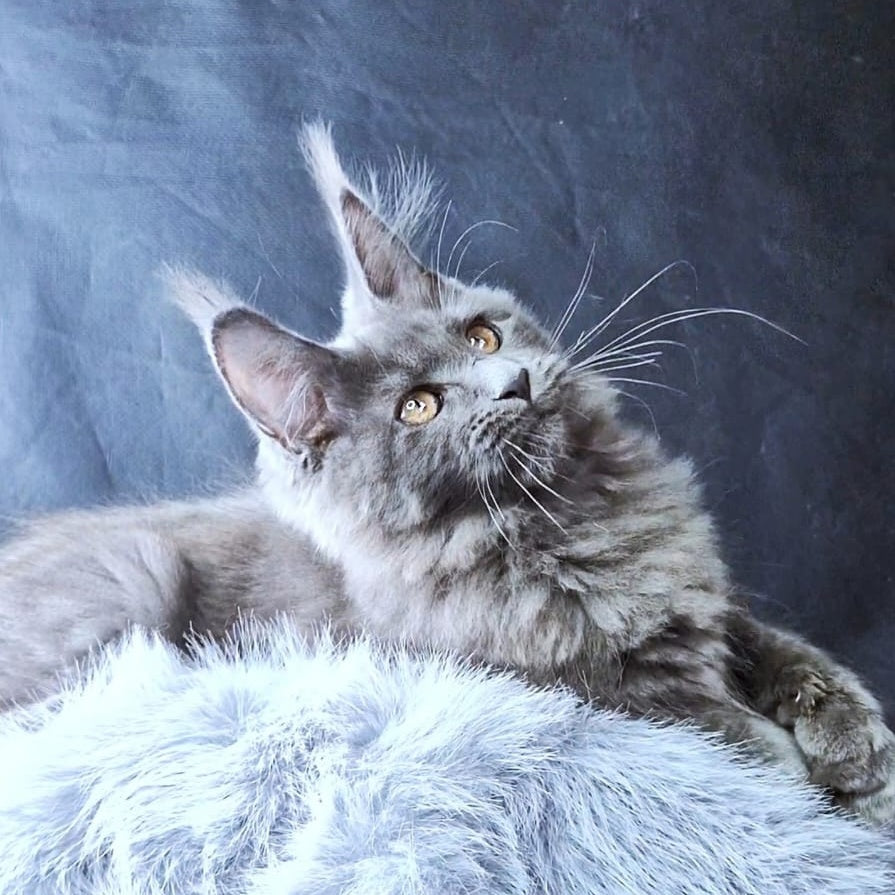 Lunar cat Maine Coon female, blue