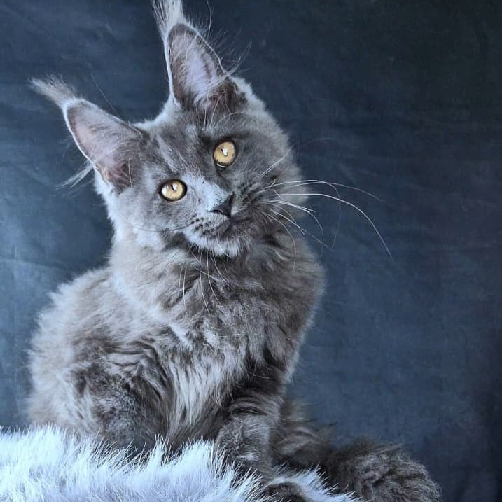 Lunar cat Maine Coon female, blue