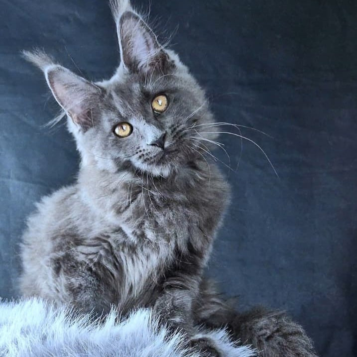Lunar cat Maine Coon female, blue
