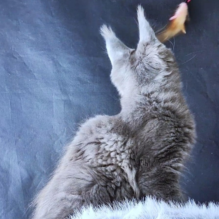 Lunar cat Maine Coon female, blue
