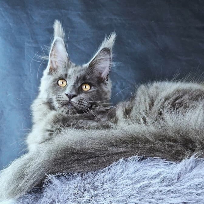 Lunar cat Maine Coon female, blue
