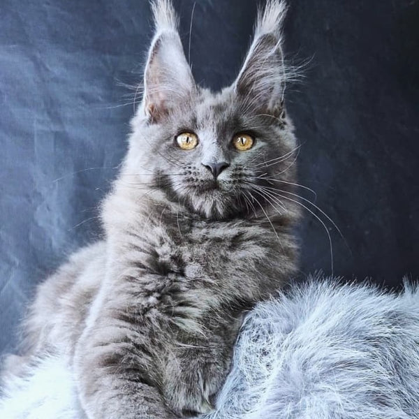 Lunar cat Maine Coon female, blue