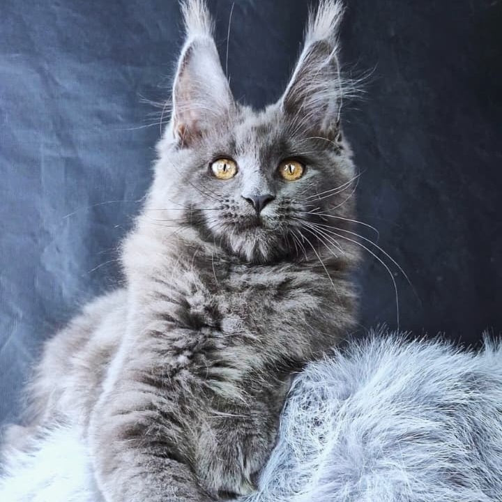 Lunar cat Maine Coon female, blue
