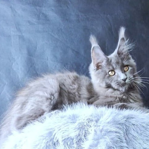 Lunar cat Maine Coon female, blue