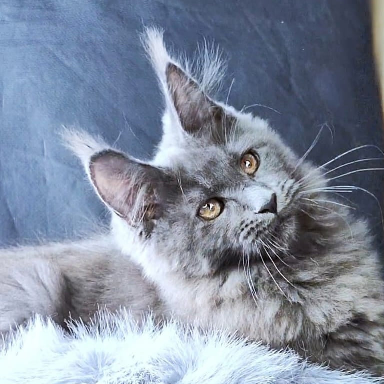 Lunar cat Maine Coon female, blue