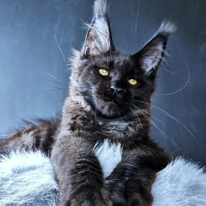 Kristal Lux Maine Coon female, black
