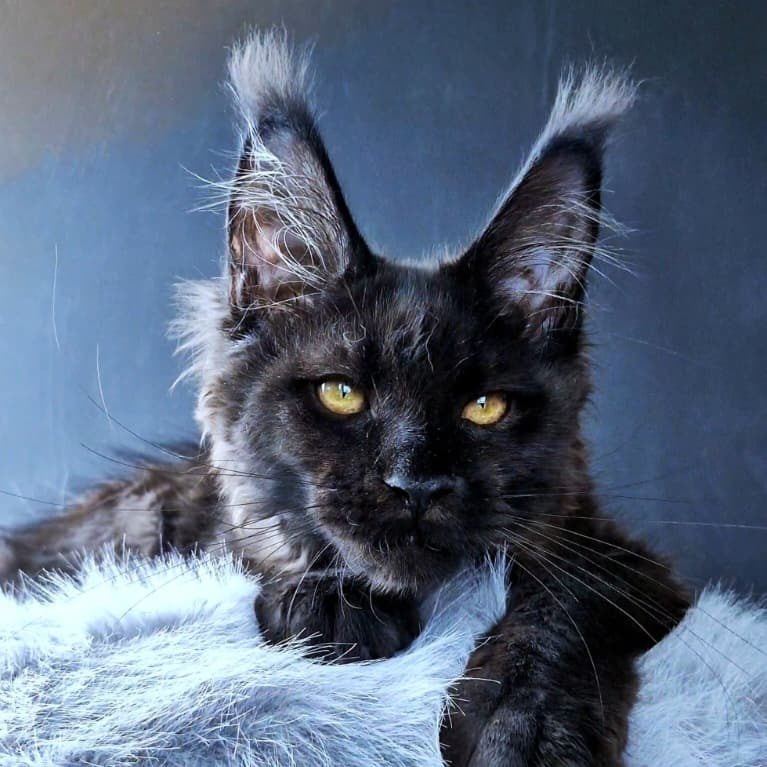 Kristal Lux Maine Coon female, black