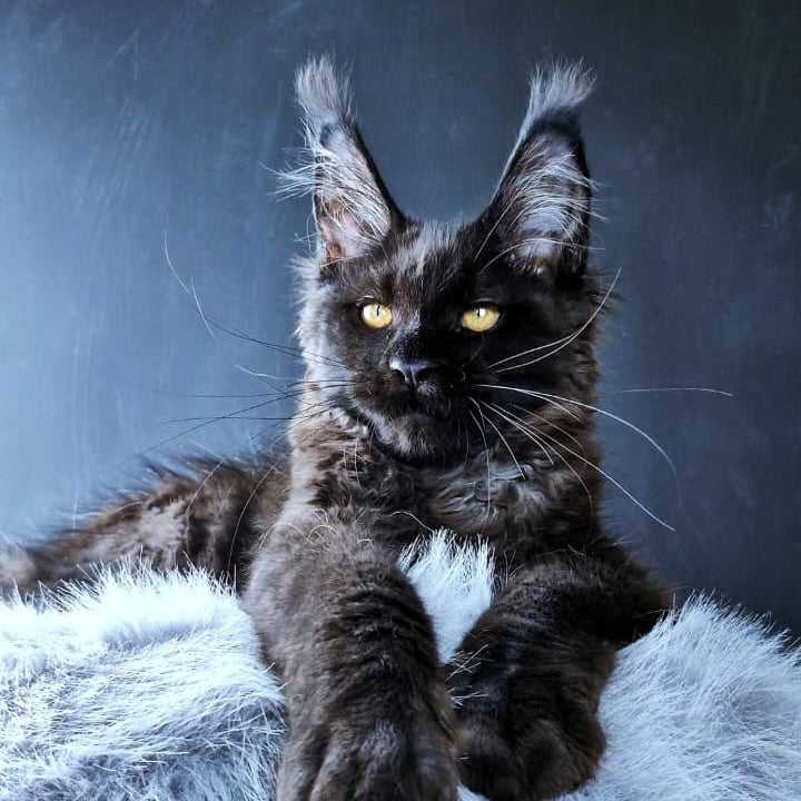 Kristal Lux Maine Coon female, black
