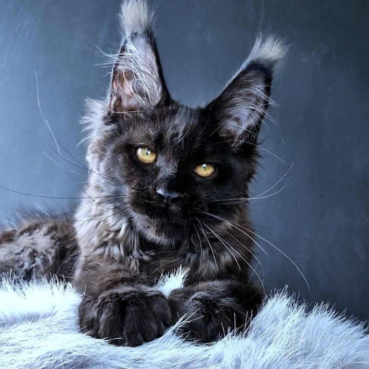 Kristal Lux Maine Coon female, black