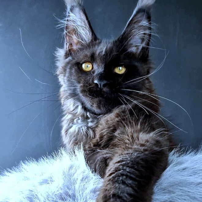 Kristal Lux Maine Coon female, black