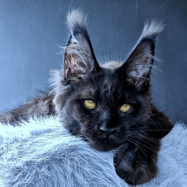 Kristal Lux Maine Coon female, black