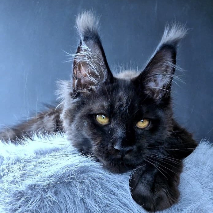 Kristal Lux Maine Coon female, black