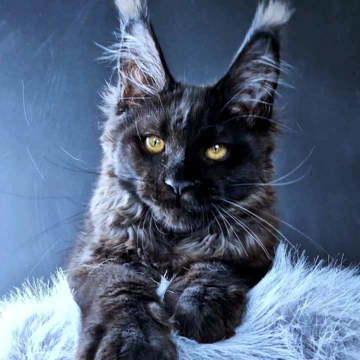 Kristal Lux Maine Coon female, black