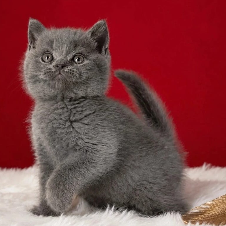 Endi British Shorthair male, blue