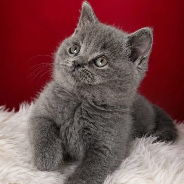 Endi British Shorthair male, blue