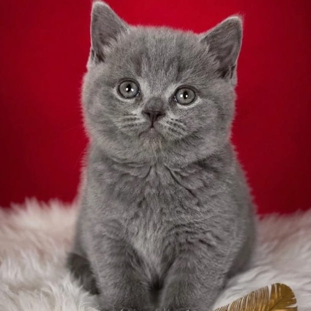 Endi British Shorthair male, blue