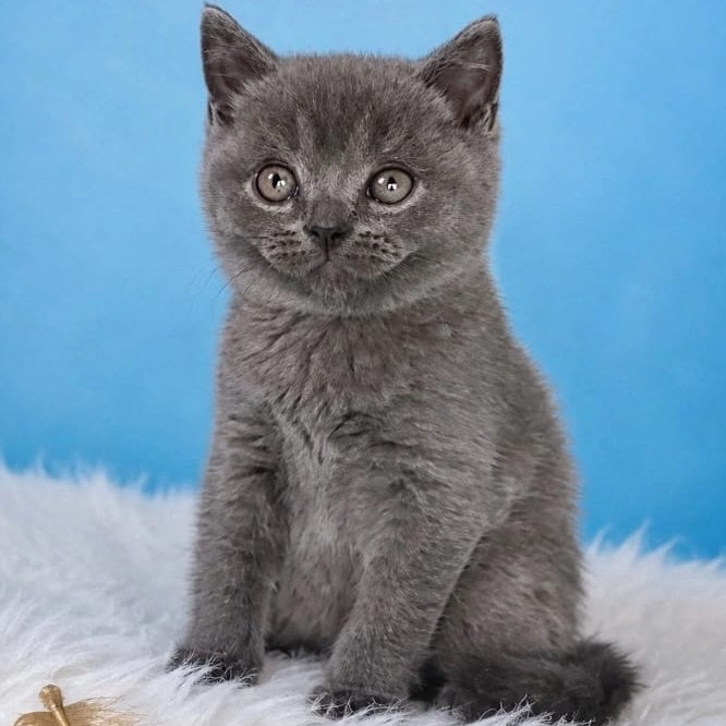 Emir British Shorthair male, blue