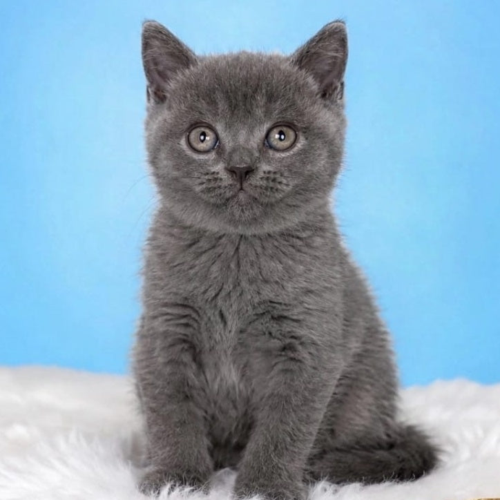 Emir British Shorthair male, blue