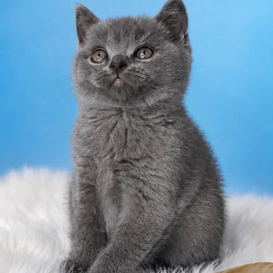 Emir British Shorthair male, blue