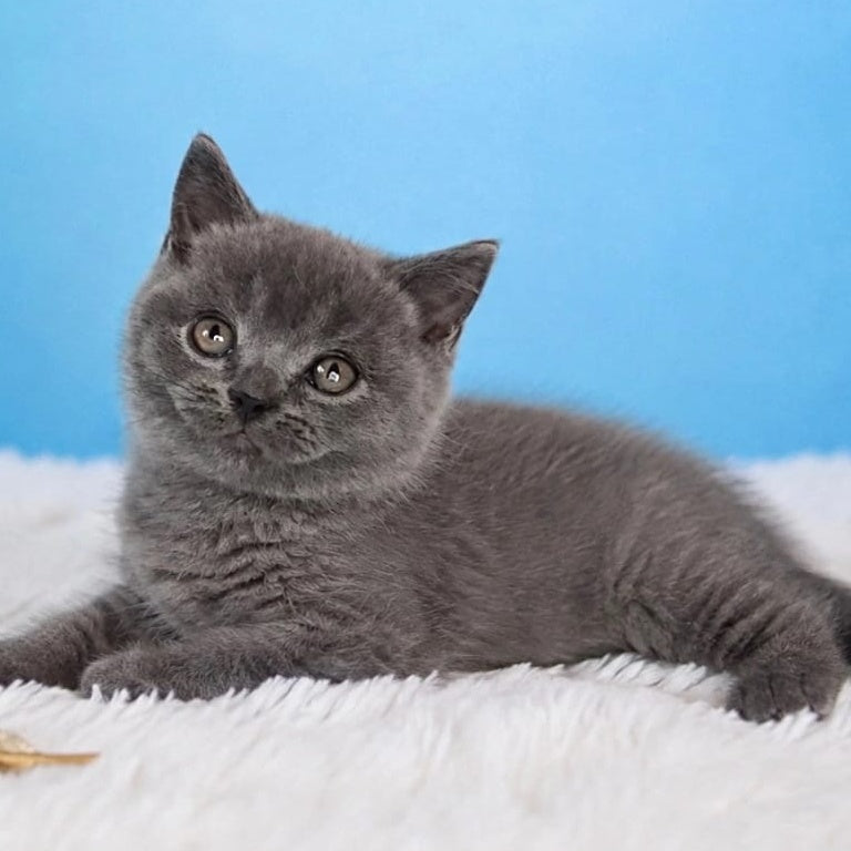 Emir British Shorthair male, blue