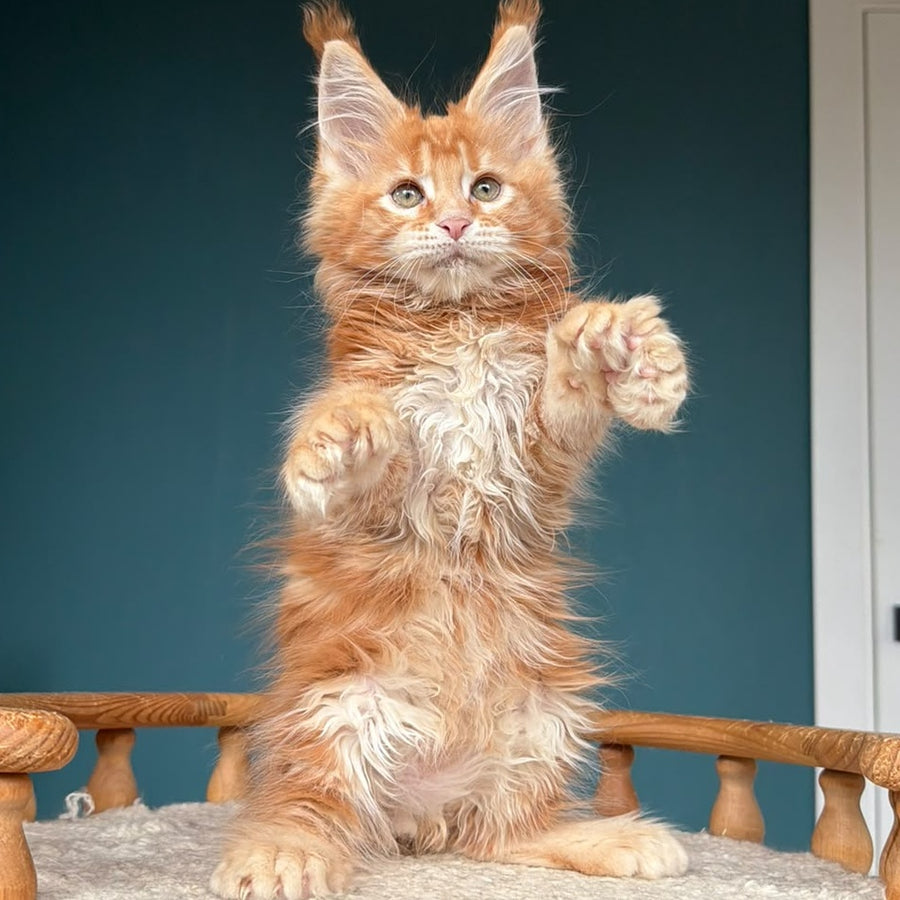 Xtreem Maine Coon polydactyl 6x6x6x6 male, red tabby