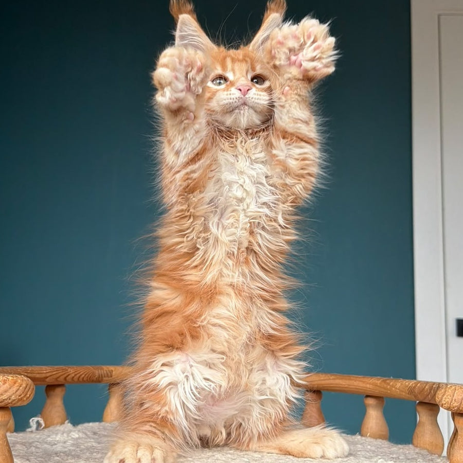 Xtreem Maine Coon polydactyl 6x6x6x6 male, red tabby
