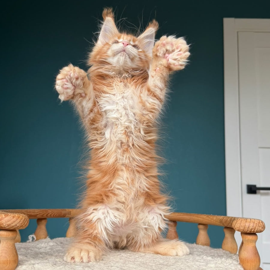 Xtreem Maine Coon polydactyl 6x6x6x6 male, red tabby