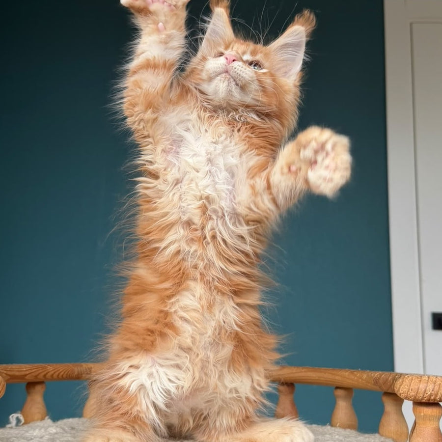 Xtreem Maine Coon polydactyl 6x6x6x6 male, red tabby