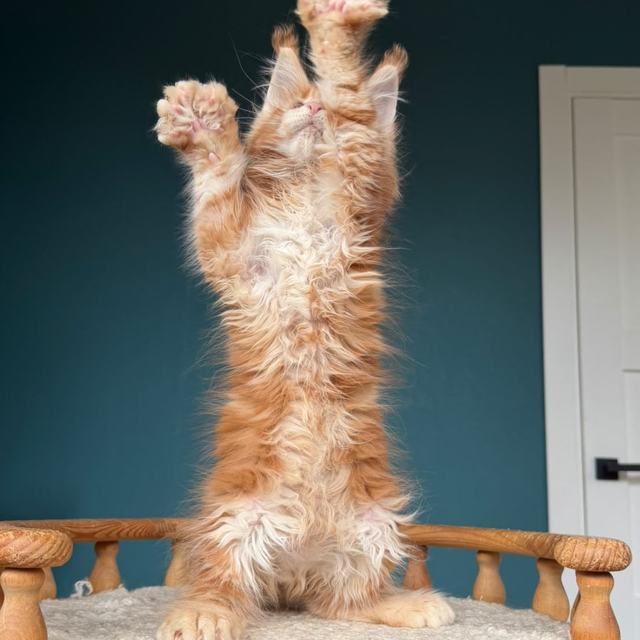 Xtreem Maine Coon polydactyl 6x6x6x6 male, red tabby