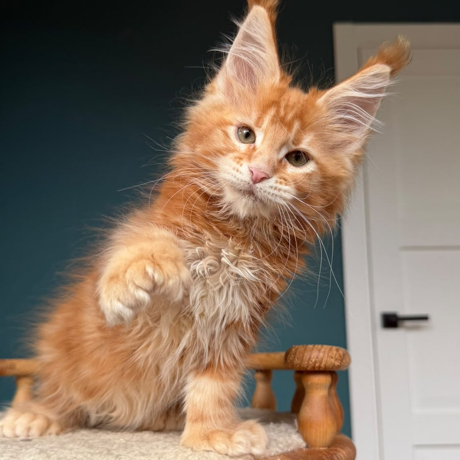 Xtreem Maine Coon polydactyl 6x6x6x6 male, red tabby