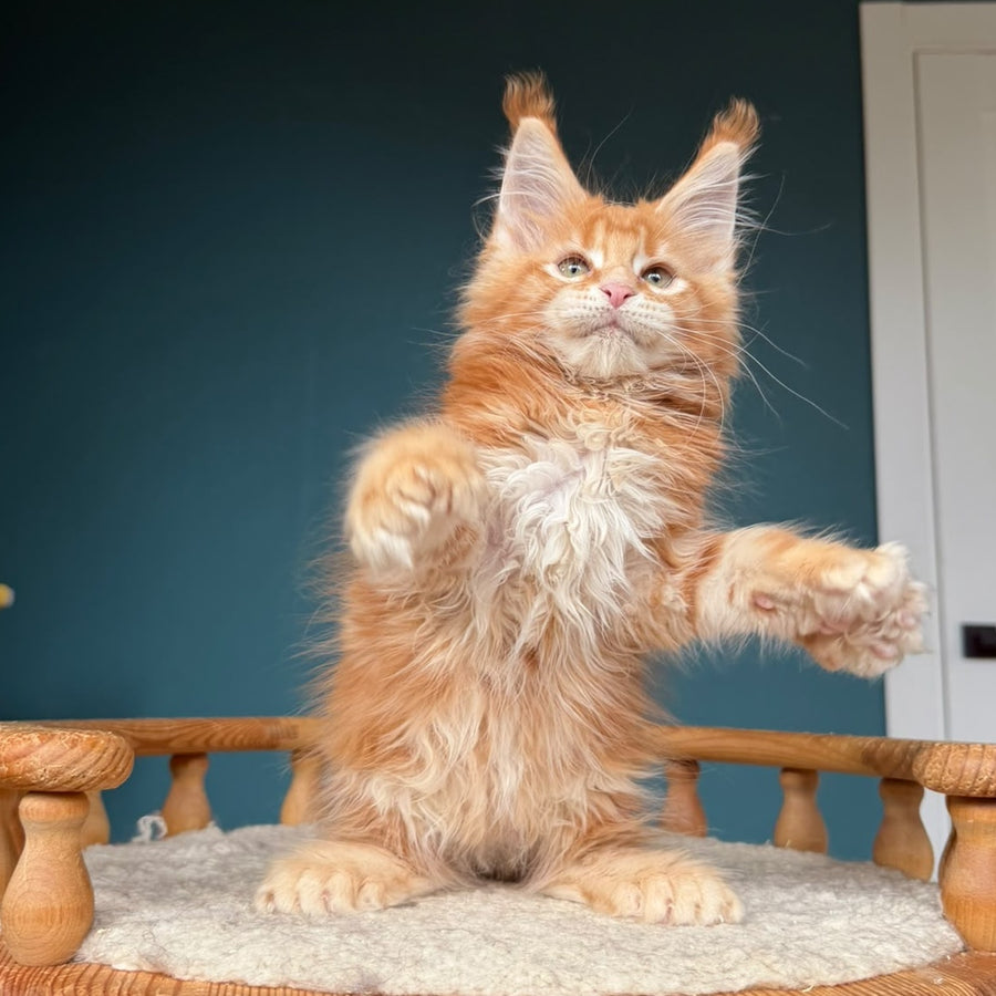 Xtreem Maine Coon polydactyl 6x6x6x6 male, red tabby