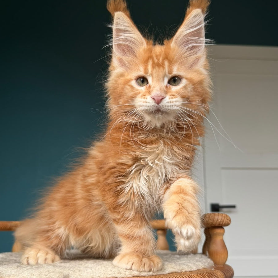 Xtreem Maine Coon polydactyl 6x6x6x6 male, red tabby