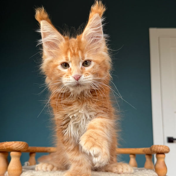 Xtreem Maine Coon polydactyl 6x6x6x6 male, red tabby