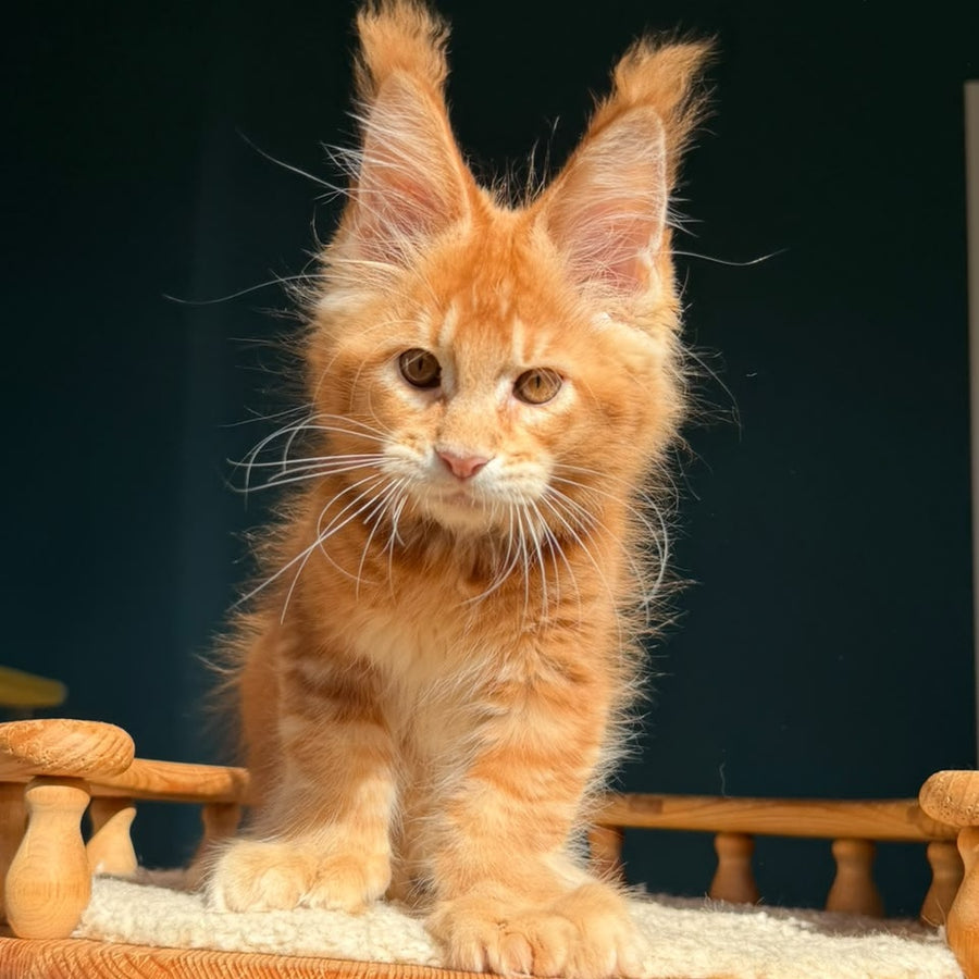 Big love Maine Coon polydactyl 6x6x6x6 male, red ticked tabby